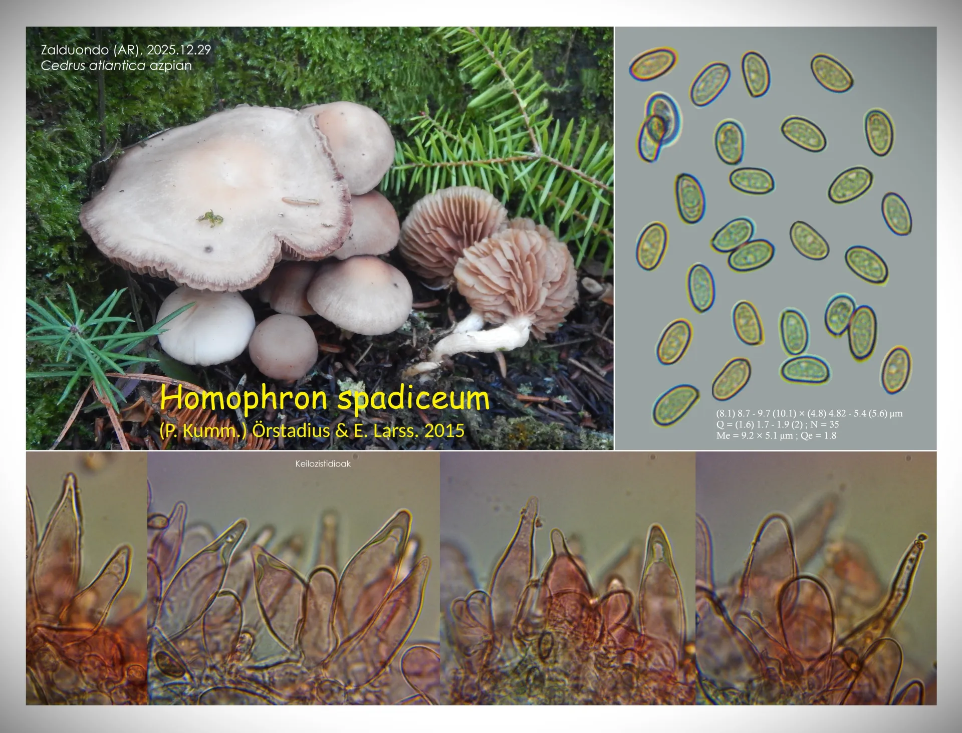 Microscopía de Homophron spadiceum